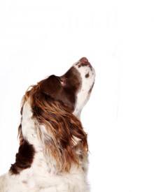 Pet Photography by Anna Pasquale, Cambridge UK