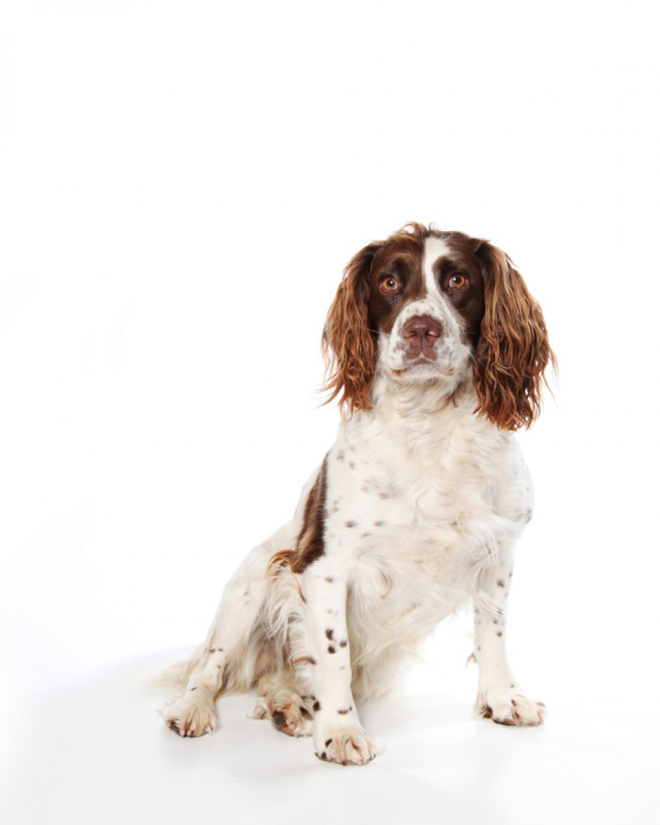 Pet Photography by Anna Pasquale, Cambridge UK