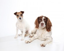 Pet Photography by Anna Pasquale, Cambridge UK