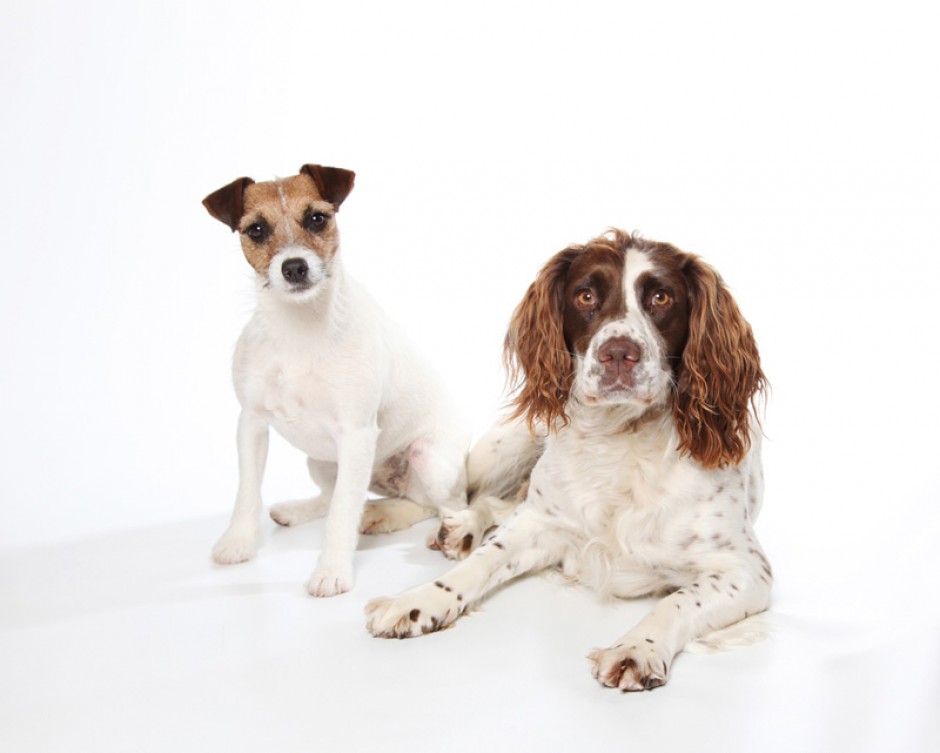 Pet Photography by Anna Pasquale, Cambridge UK