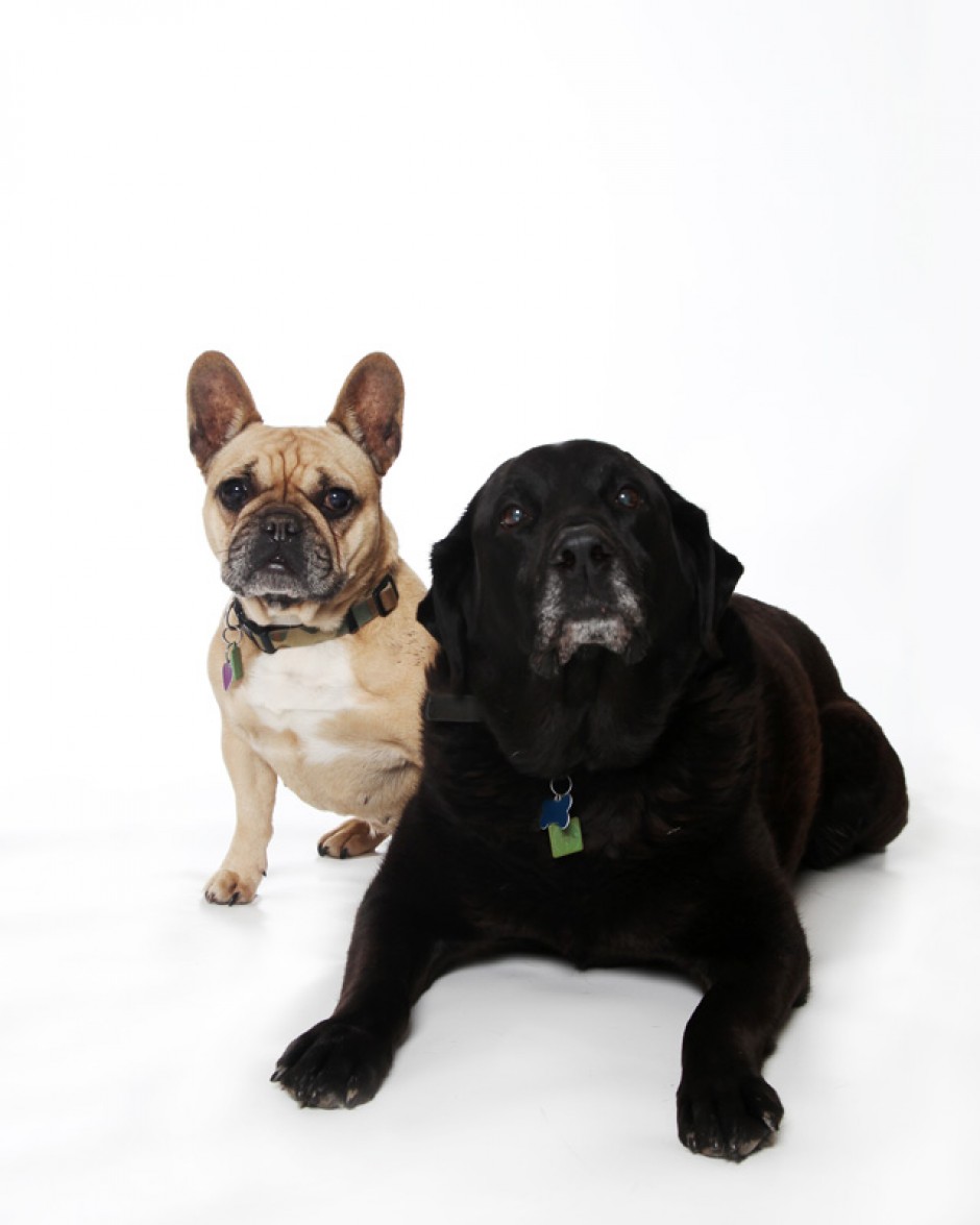 Pet Photography by Anna Pasquale, Cambridge UK