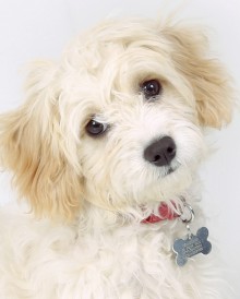 Pet Photography Cambridgeshire