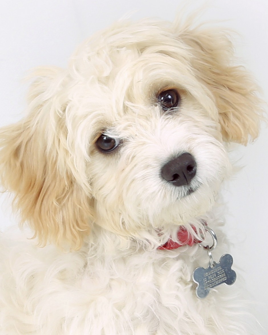 Pet Photography Cambridgeshire