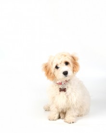 Pet Photography Cambridgeshire