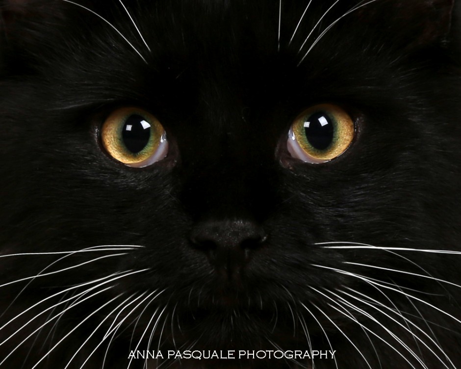 Cat's eyes.