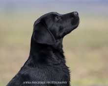 Black Lab