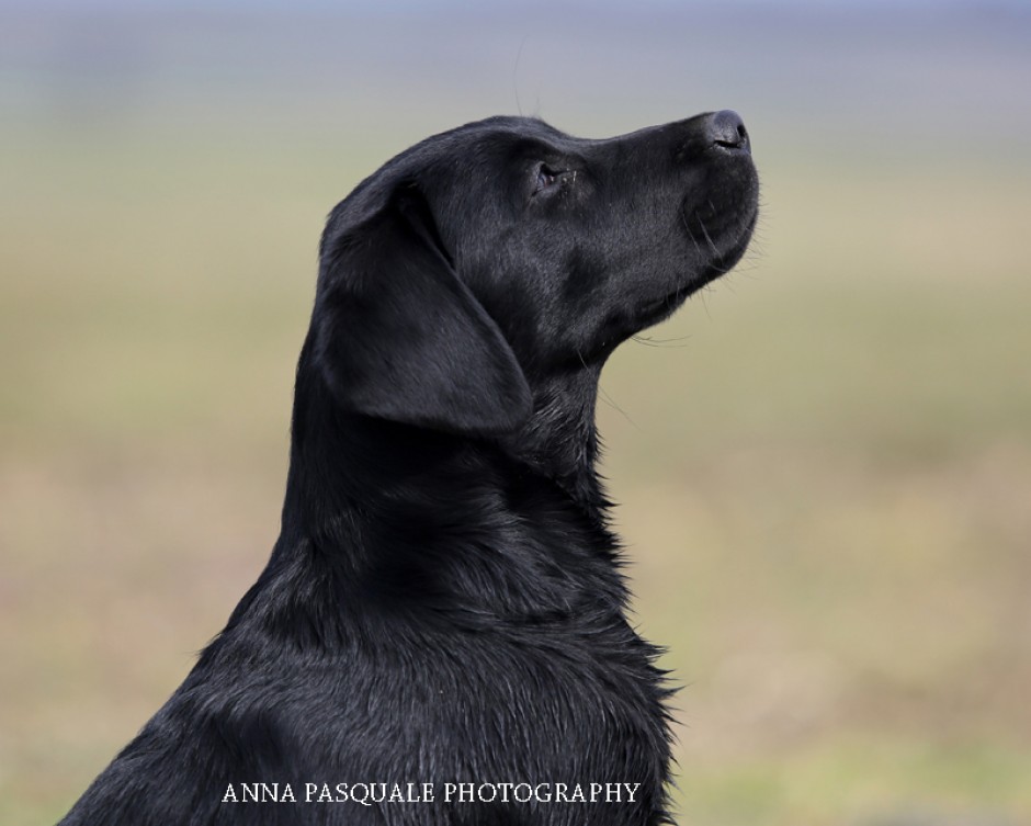 Black Lab