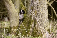 Spaniel