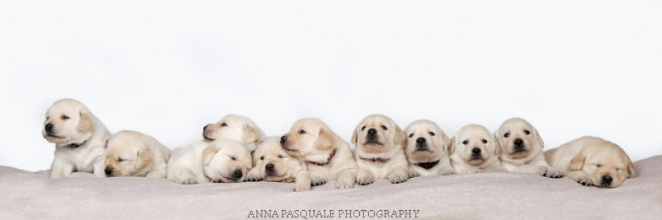 Goldador Puppies